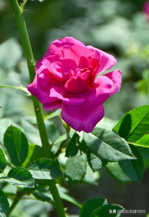 头条怎么拍月季花的,捕捉春日绽放的美丽瞬间